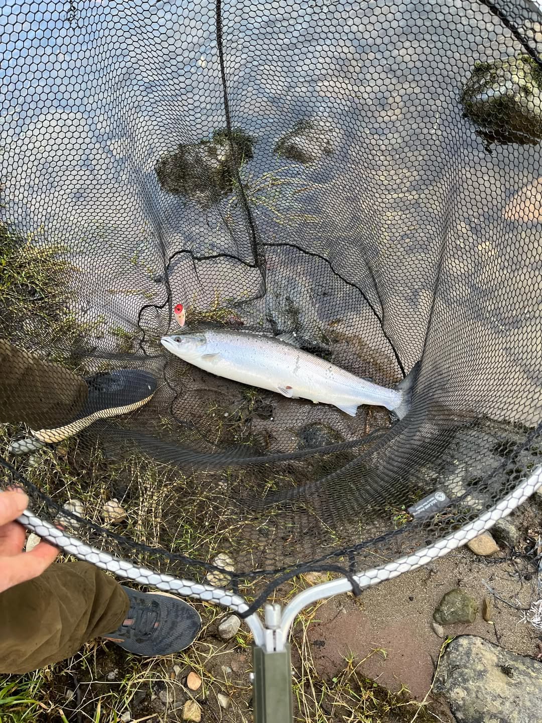 A bright thirteen-pound spring salmon in the landing net on the bank of the River Tay, caught by Ian Beaton